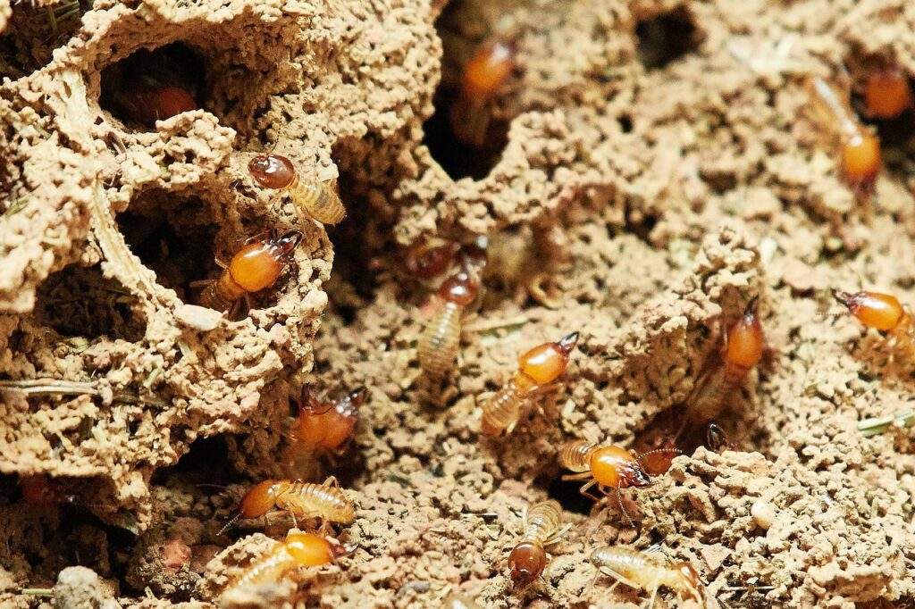 Strategies for Termite Prevention and Protection of Your Home
